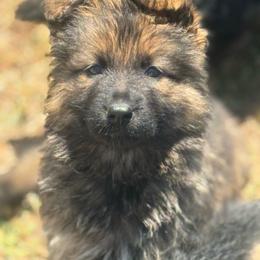 Male 2 - Sable male German Shepherd puppy in Pickens, South Carolina from Von Maqqedah Haus German Shepherds