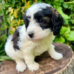 Dorothy aka Dottie (Purple) - Parti female Goldendoodle puppy in Rocklin, California from FurEver Yours Goldendoodles