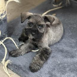 Voodoo - Salt and pepper male Miniature Schnauzer puppy in Glendale, Arizona from Pipes of Gizzie’s Swamp