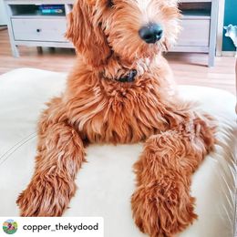 Goldendoodle Puppies from NettyDoodles