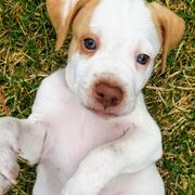 Pointer and Weimaraner Puppies from Silvershot Weimaraners and Pointers