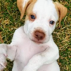 Pointer and Weimaraner Puppies from Silvershot Weimaraners and Pointers