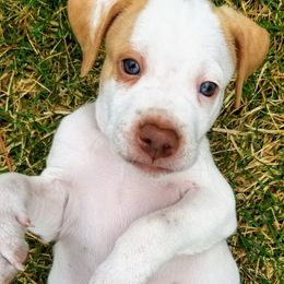 Pointer and Weimaraner Puppies from Silvershot Weimaraners and Pointers