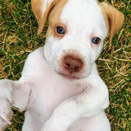 Pointer and Weimaraner Puppies from Silvershot Weimaraners and Pointers