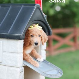Salsa - Red  female Poodle puppy in Williamsburg, Ohio from Iaroli’s  Small Standard Poodles