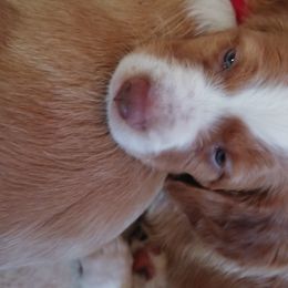 Brittany Puppies from Buster Pointe Brittanys