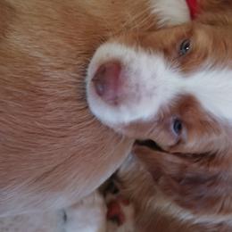 Brittany Puppies from Buster Pointe Brittanys