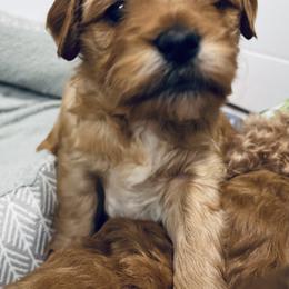 Goldendoodle Puppies from Graystone Doodles