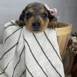Sky - Dapple female Dachshund puppy in Norwood, Missouri from A&J Weenies