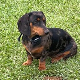 Dachshunds, Labradoodles, and Labrador Retrievers from Muddy Bay Kennels