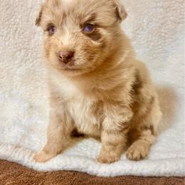 Merle male - Red merle male Miniature Australian Shepherd puppy in Lemon Cove, California from Magic Ranch Mini Aussies