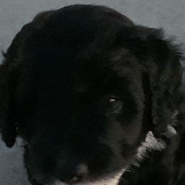 Sheepadoodle Puppies from Riley Grace Puppies
