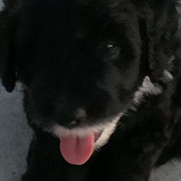 Sheepadoodle Puppies from Riley Grace Puppies