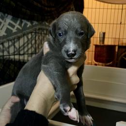 Greyhound Puppies from Angela Holtzen