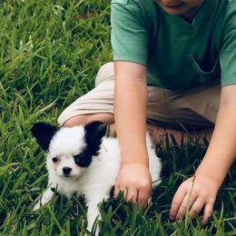 Chase - Black and white male Chihuahua puppy in Laurel, Mississippi from Home of Tiny Chihuahuas