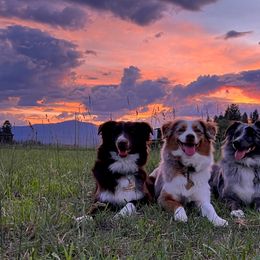 Australian Shepherd All Grown Up from BWild Australian Shepherds