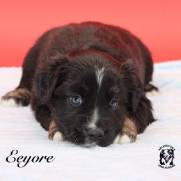 Eeyore - Black tri male Miniature Australian Shepherd puppy in Weeki Wachee, Florida from Arlington's Mini Aussies