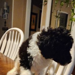 Goldendoodle and Poodle Puppies from Elizabeth Rocha's Doodles