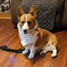 Prince - Pembroke Welsh Corgi