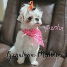 Maltese All Grown Up from Grantham Maltese