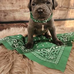 Cane Corso Puppies from Carrie Brown's Cane Corsos