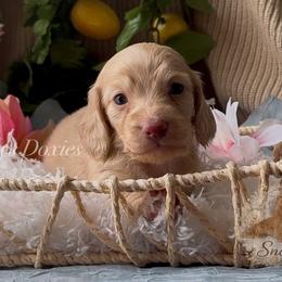 Lulu - Cream female Dachshund puppy in Desloge, Missouri from Snows Doxies