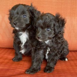 Aussiedoodles from Lil Makuch Aussiedoodles