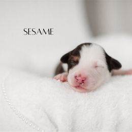 Miniature Australian Shepherd Puppies from Kari's Mini Aussies