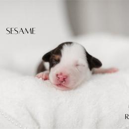 Miniature Australian Shepherd Puppies from Kari's Mini Aussies