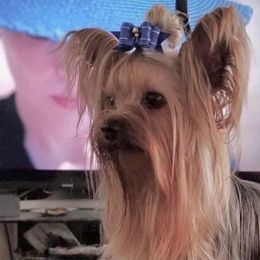Stud Charlie - Yorkshire Terrier