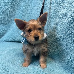 BLUEY - Blue and gold male Yorkshire Terrier puppy in Shelton, Washington from Cute Yorkies