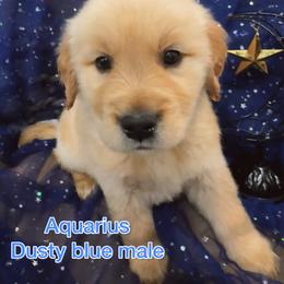Dusty blue - Golden male Golden Retriever puppy in Salt Lake City, Utah from Soaring golden retrievers