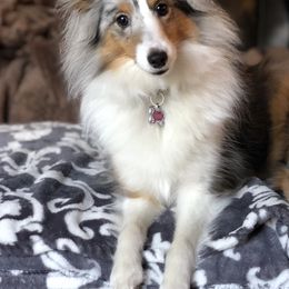Poppy - Shetland Sheepdog