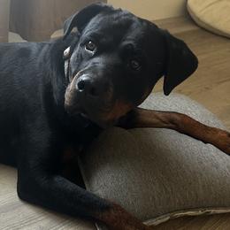 Mazzy - Rottweiler