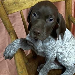 German Shorthaired Pointers from Kevin Funkhouser Kennel