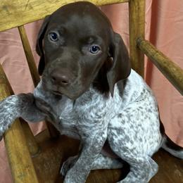 German Shorthaired Pointers from Kevin Funkhouser Kennel