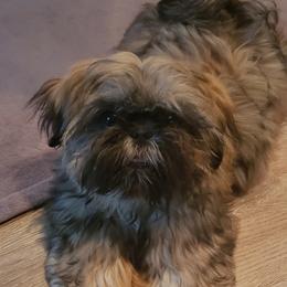 Rio - Gold male Shih Tzu puppy in Sanger, California from Hillsides Shih-Tzu