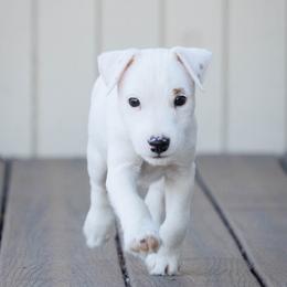 Polar - Tri-color male Jack Russell Terrier puppy in Yakima County, Washington from Saddle Rock Kennels