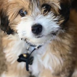 Aussiedoodles and Miniature Australian Shepherds from Little Puppy Co.