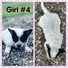Girl 4 - Blue mottled female Australian Cattle Dog puppy in Prague, Oklahoma from S&B Cattle Co.