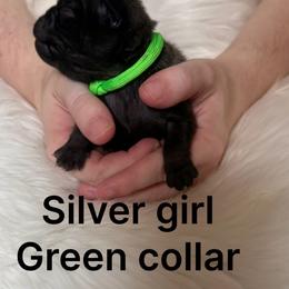 Green collar - Silver female Pug puppy in Deer Park, Texas from Butler Pugs and Frenchies