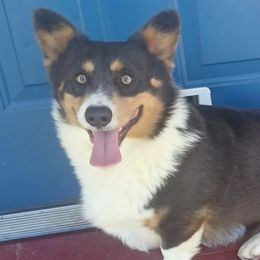 Booberry - Pembroke Welsh Corgi