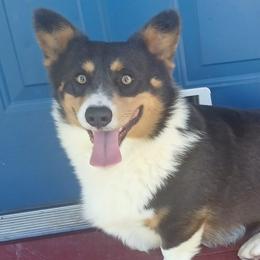 Booberry - Pembroke Welsh Corgi
