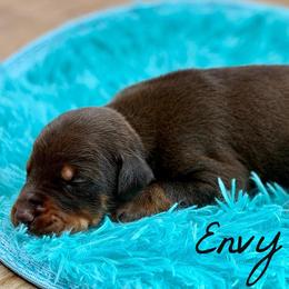 Envy - Red and rust female Doberman Pinscher puppy in Lebanon, Ohio from Lady Mae Bassets & Doberman