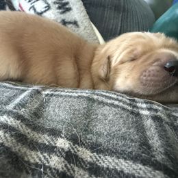 Girl 6 - female Golden Retriever puppy in Yelm, Washington from Bit O'Heaven Farm