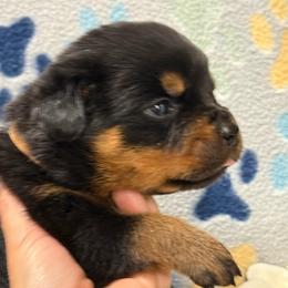 Boy fourth pick - Black and mahogany male Rottweiler puppy in Newfoundland, Pennsylvania from Poconopaws