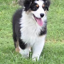 Cane - Black tri-color male Australian Shepherd puppy in Red Oak, Texas from Wildwing Aussies