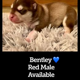 Pomsky Puppies from Ponderay Pomsky