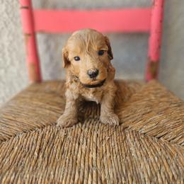 Black collar boy - Apricot male Goldendoodle puppy in Tucson, Arizona from Ever After Doodles Arizona