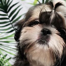 Shih Tzus from Parico Puppies